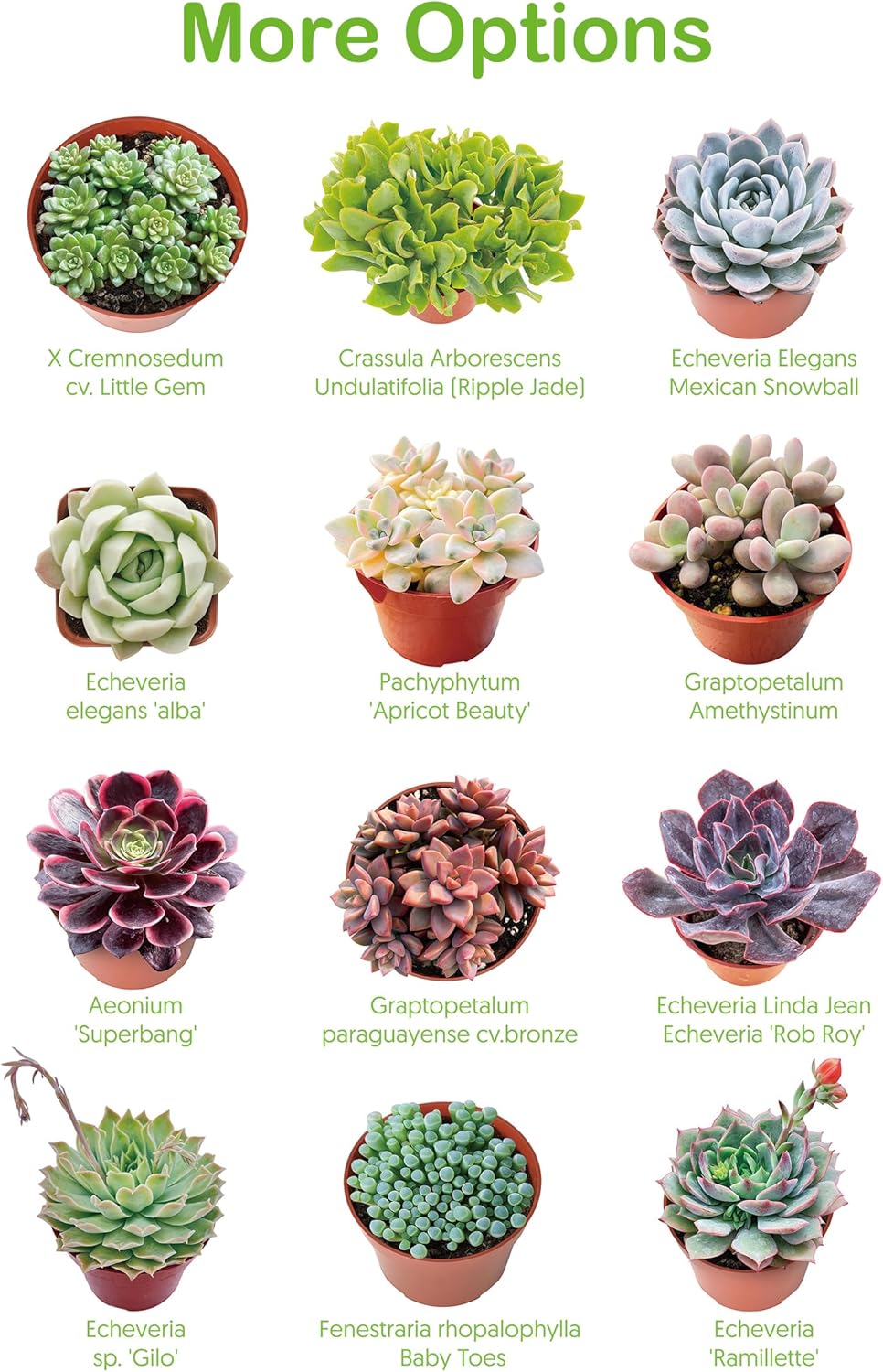 Live Succulent Plants Tradescantia Nanouk, Easy Care Potted Succulents, Approx 4" D x 4" H, Indoor
