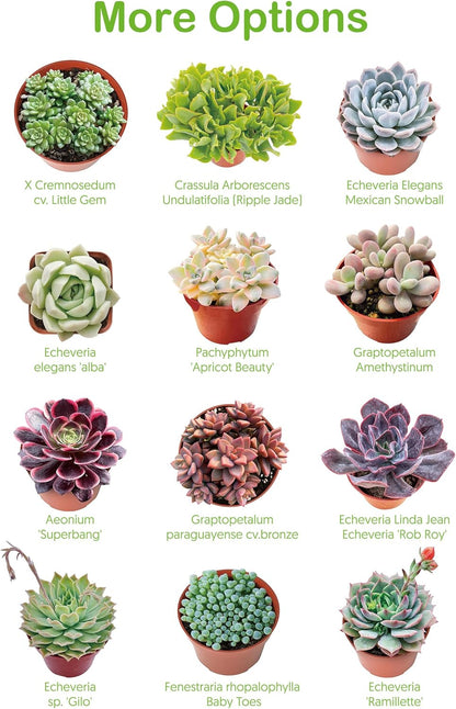 Live Succulent Plants Tradescantia Nanouk, Easy Care Potted Succulents, Approx 4" D x 4" H, Indoor