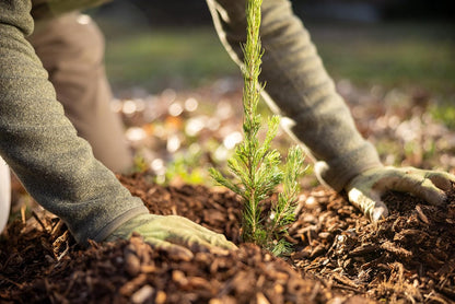 Norway Spruce Tree Seedlings | 6"-12" | Arbor Day Foundation (10-Pack)