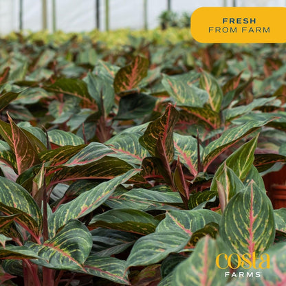 Costa Farms Red Chinese Evergreen Live Indoor Plant, Easy Care Houseplant in Modern Decor Planter