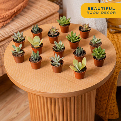 Costa Farms Mini Succulent Live Plants in Plastic Pots, Easy to Maintain Indoor Succulents