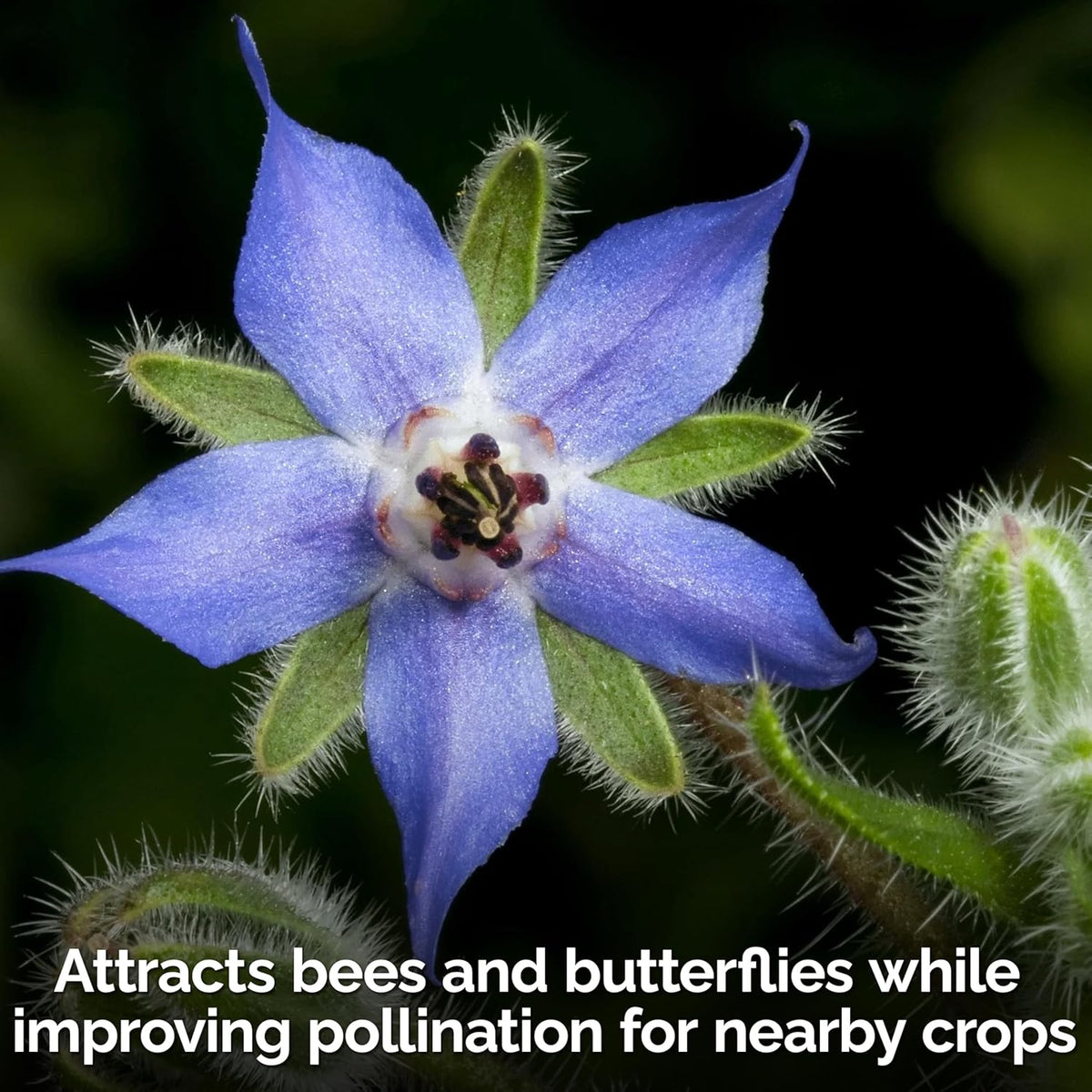 KVITER 150 Borage Seeds (Borago officinalis) - Blue Strawflower, Edible Flower for Teas, Attracts