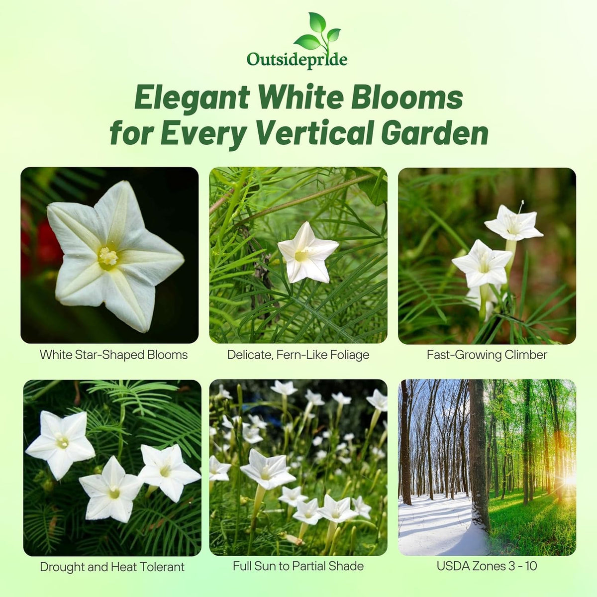 Outsidepride White Cypress Vine Seeds - 100 Pcs Annual Flower Seeds with Nectar-Rich, Star-Shaped