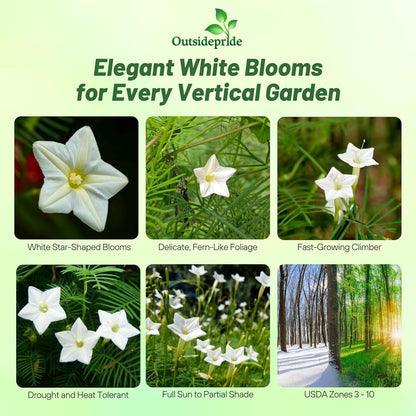 Outsidepride White Cypress Vine Seeds - 200 Pcs Annual Flower Seeds with Nectar-Rich, Star-Shaped