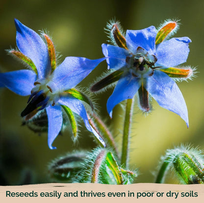 KVITER 150 Borage Seeds (Borago officinalis) - Blue Strawflower, Edible Flower for Teas, Attracts