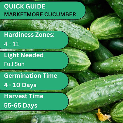 Marketmore 76 Cucumber Seeds for Planting - Heirloom Cucumber Seed Pack - Non-GMO, Crisp Texture