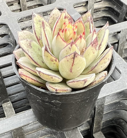 Sprout N Green Echeveria Cinderella, Rare Live Succulent Plant Fully Rooted in 2" Planter with