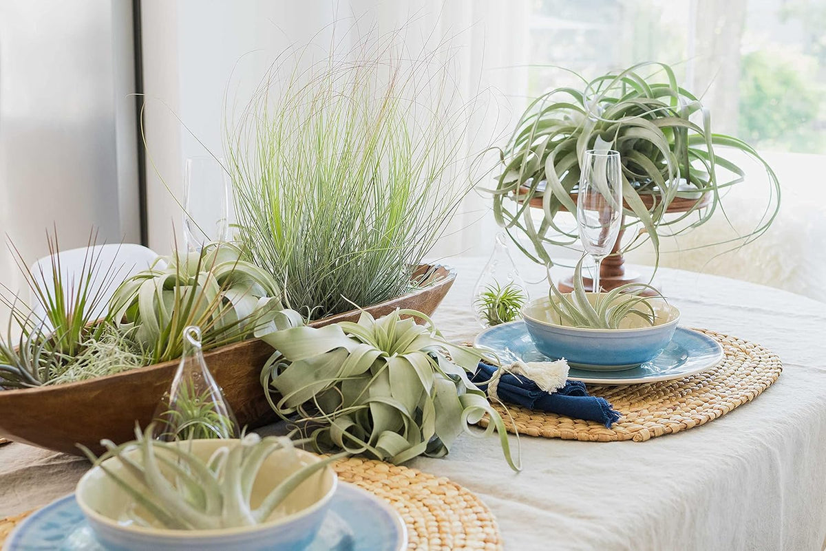 Seedling Xerographica Air Plants 2 to 4 Inch Wide - Tillandsia Succulent House Plants - Available