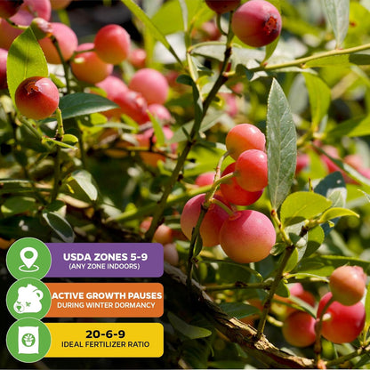 Pink Lemonade Blueberry Plant (Rabbiteye) – Vaccinium by Wellspring Gardens – Sweet Pink Fruit