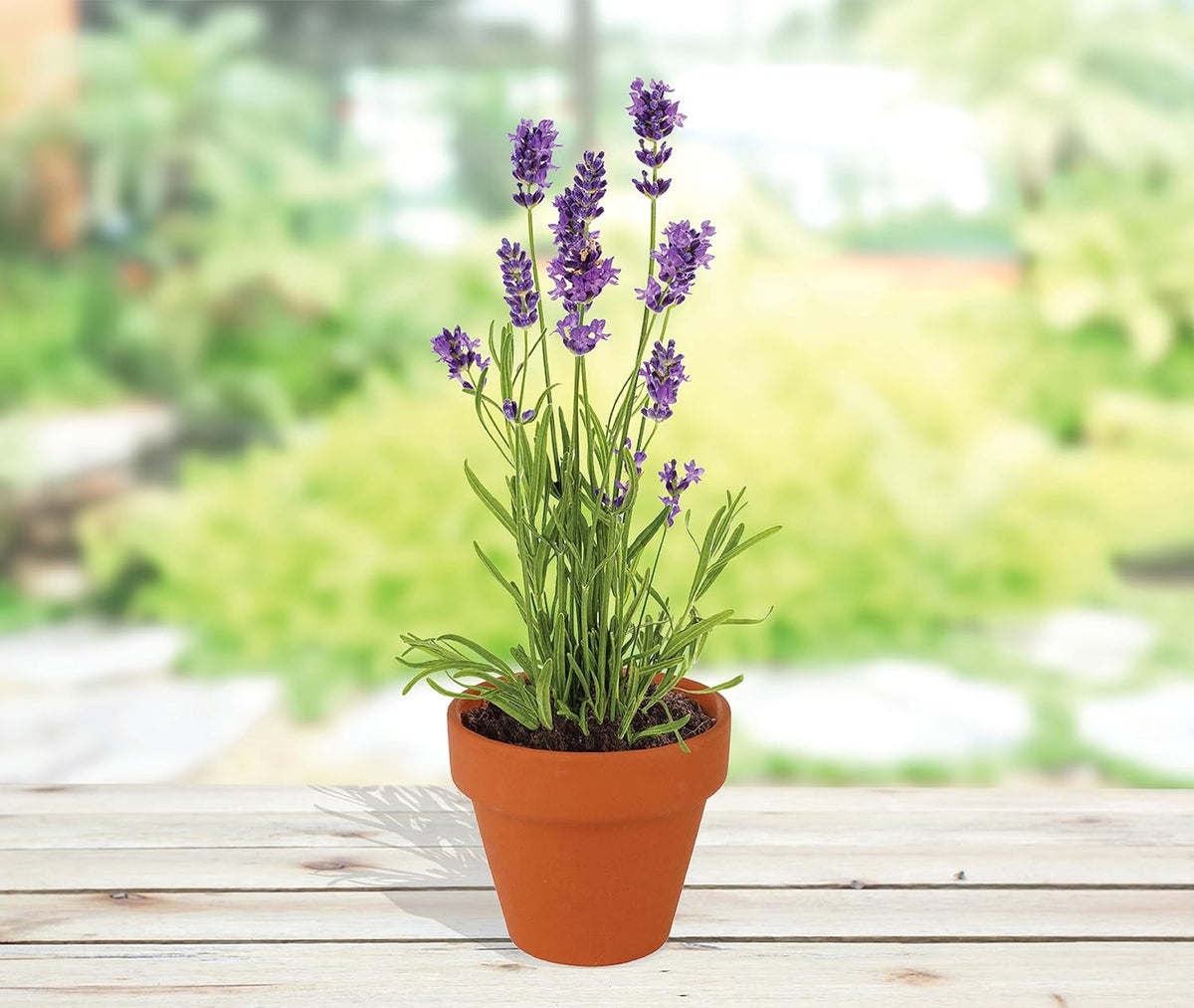BUZZY Seeds Terracotta Mini Grow Pots | Herb, Plant, Flower Starter Kit for Kids & Adults |