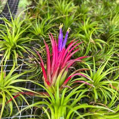 ragnaroc Air Plants - Tillandsia Ionantha Pack, Regular 1-3" - 5ct - Live Arrival Guaranteed