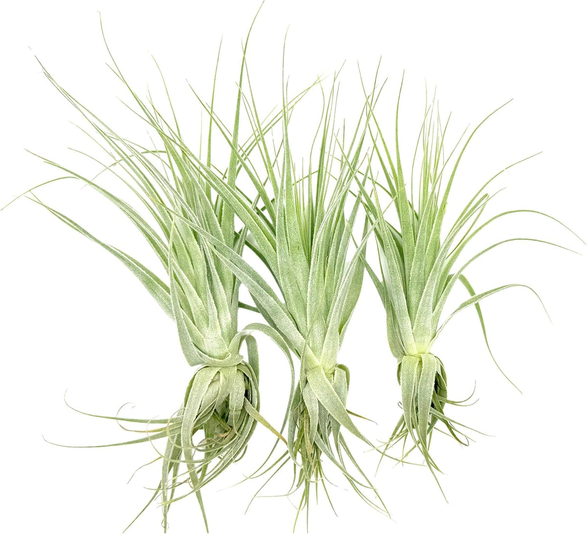 Live Air Plant - Tillandsia Gardneri 5-7” - 3ct - ragnaroc Rare Collectors Indoor Tropical Plant