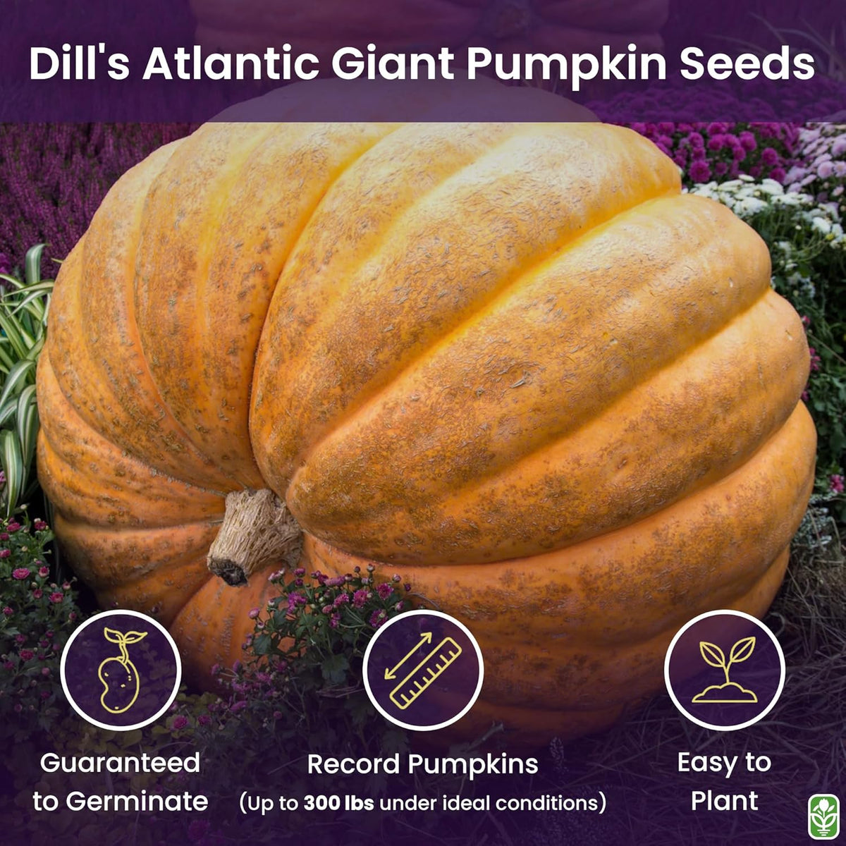 Giant Pumpkin Seeds for Planting – 10 Dill’s Atlantic Seeds for Record-Breaking Pumpkins!