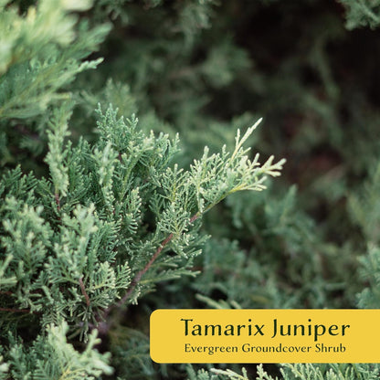 6 Tamarix Juniper in 3.5" Nursery Cubes | Juniperus Sabina ‘Tamariscifolia’ | Dense