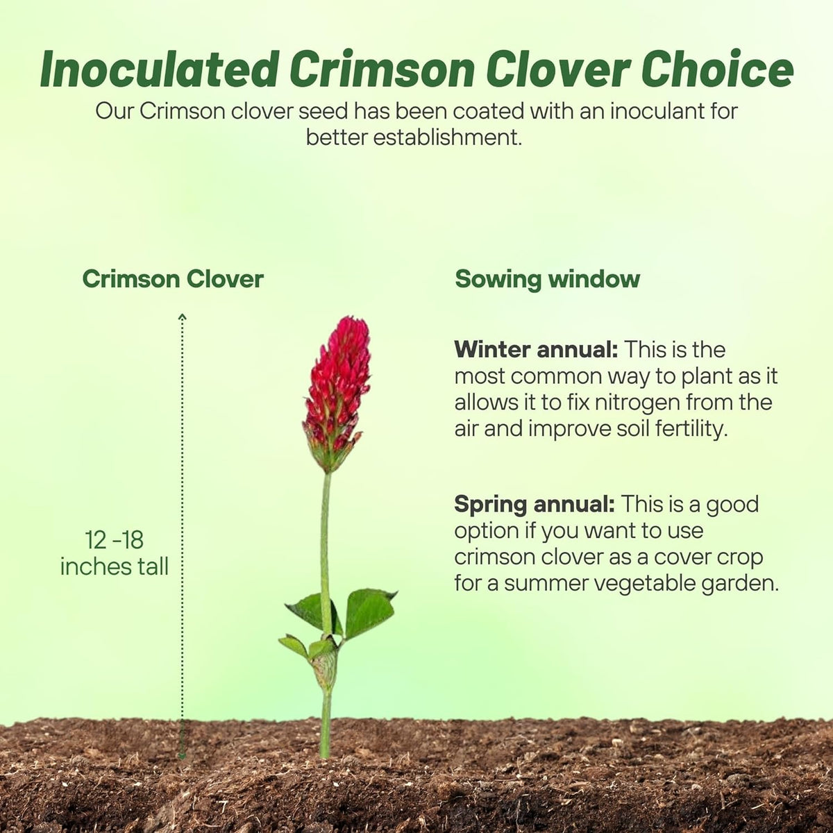Outsidepride Crimson Clover Seeds - 1/4 lbs. Annual, Nitrocoated, & Inoculated Ground Cover Seeds