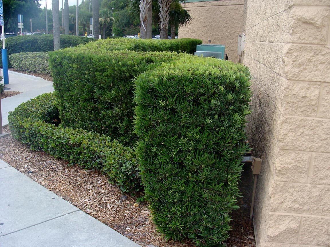 Podocarpus Japanese Yew | 40 Live Plants | Podocarpus Macrophyllus | Evergreen Shrub, Low