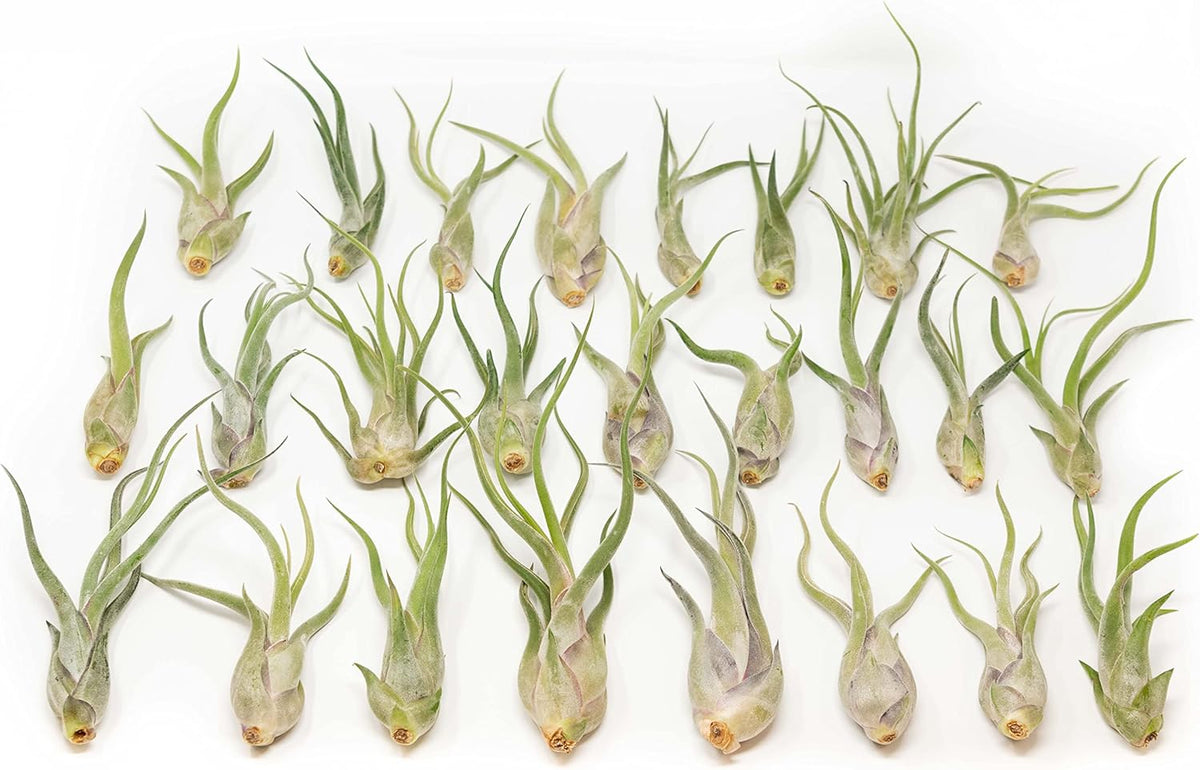Tillandsia Caput Medusae Air Plants - Live Succulent House Plants - Available in Wholesale and Bulk