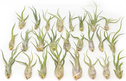 Tillandsia Caput Medusae Air Plants - Live Succulent House Plants - Available in Wholesale and Bulk