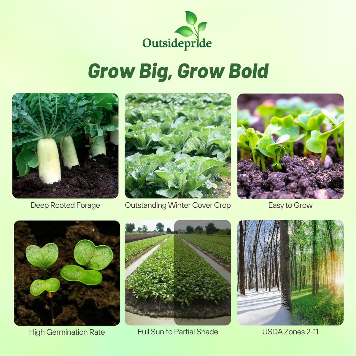 Outsidepride Annual Daikon Radish Seeds - 10 lbs. Chinese, Japanese, & Oriental Radish Seeds for