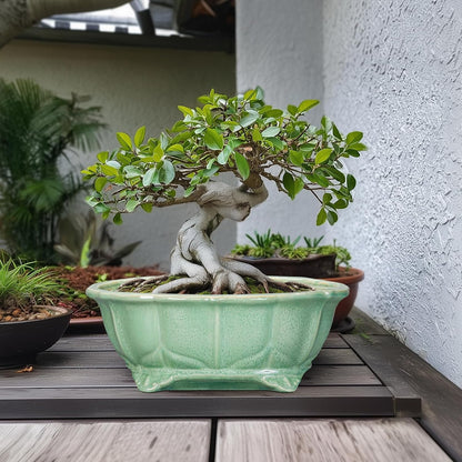Bonsai Tree Pot - 13.2 Inch Large Ceramic Succulent Planter for Indoor Outdoor, Oval Plant Pot with