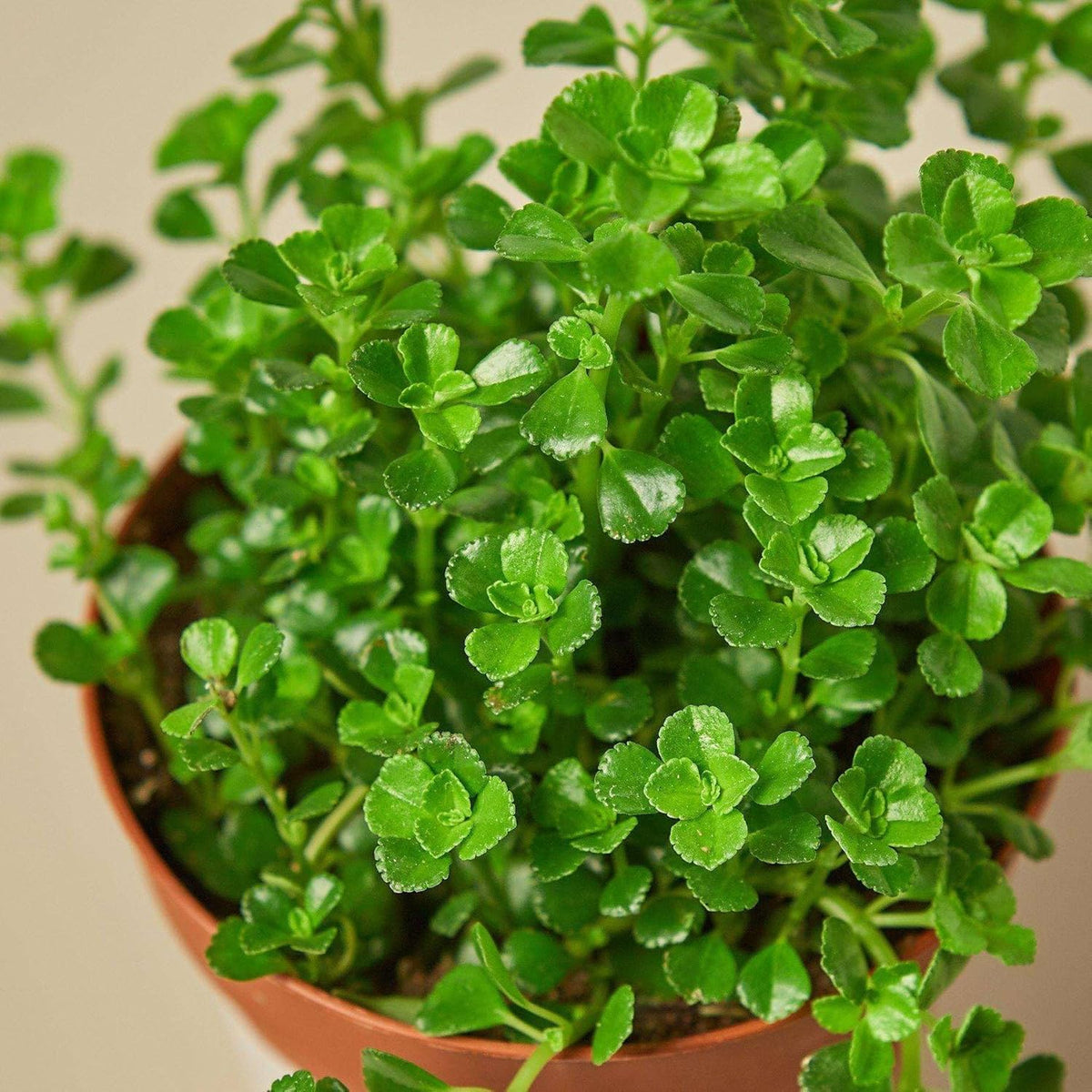 Nettle Baby's Tear Live Plant for Indoor | Different Houseplants in 3'' Pot | Real House Plant for