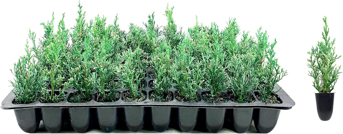Florida Foliage Italian Cypress Tree | 10 Live Seedlings Cupressus Sempervirens Formal Elegant