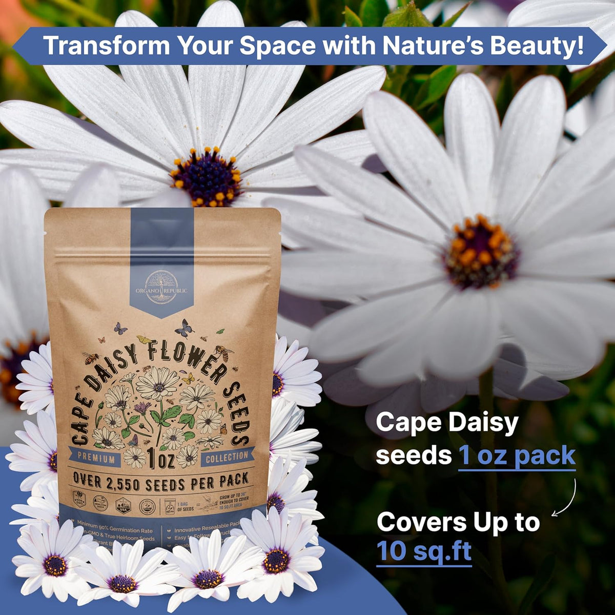 Cape Daisy Flower Seeds Pack 1 oz - Over 2,550 Non-GMO Heirloom Cape Daisy Seeds for Planting