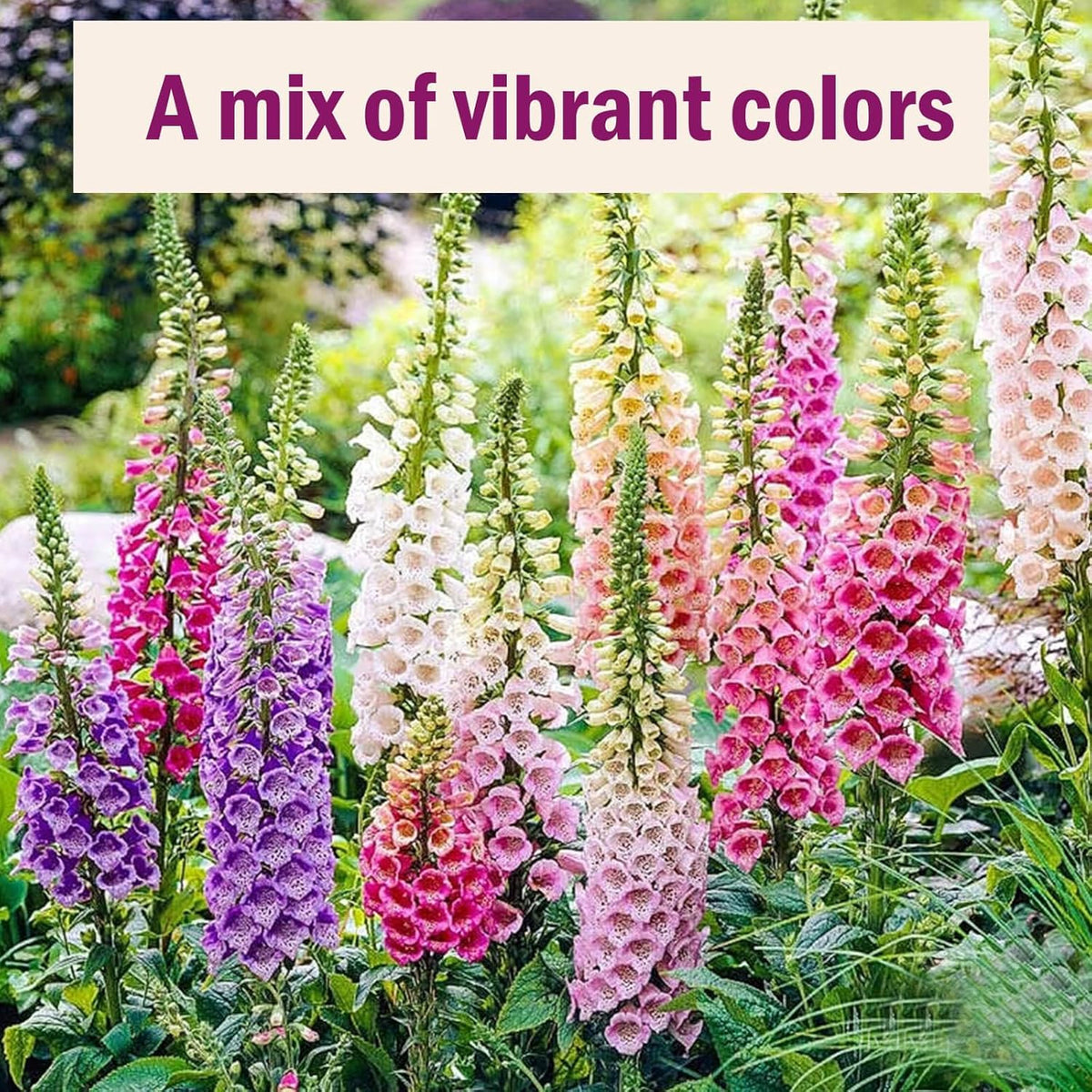 Foxglove Seeds 250,000+ Bulk Pack - Tall Spire Blooms, Mixed Colors for Garden Borders, Easy