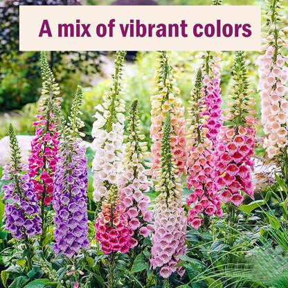 Foxglove Seeds 250,000+ Bulk Pack - Tall Spire Blooms, Mixed Colors for Garden Borders, Easy