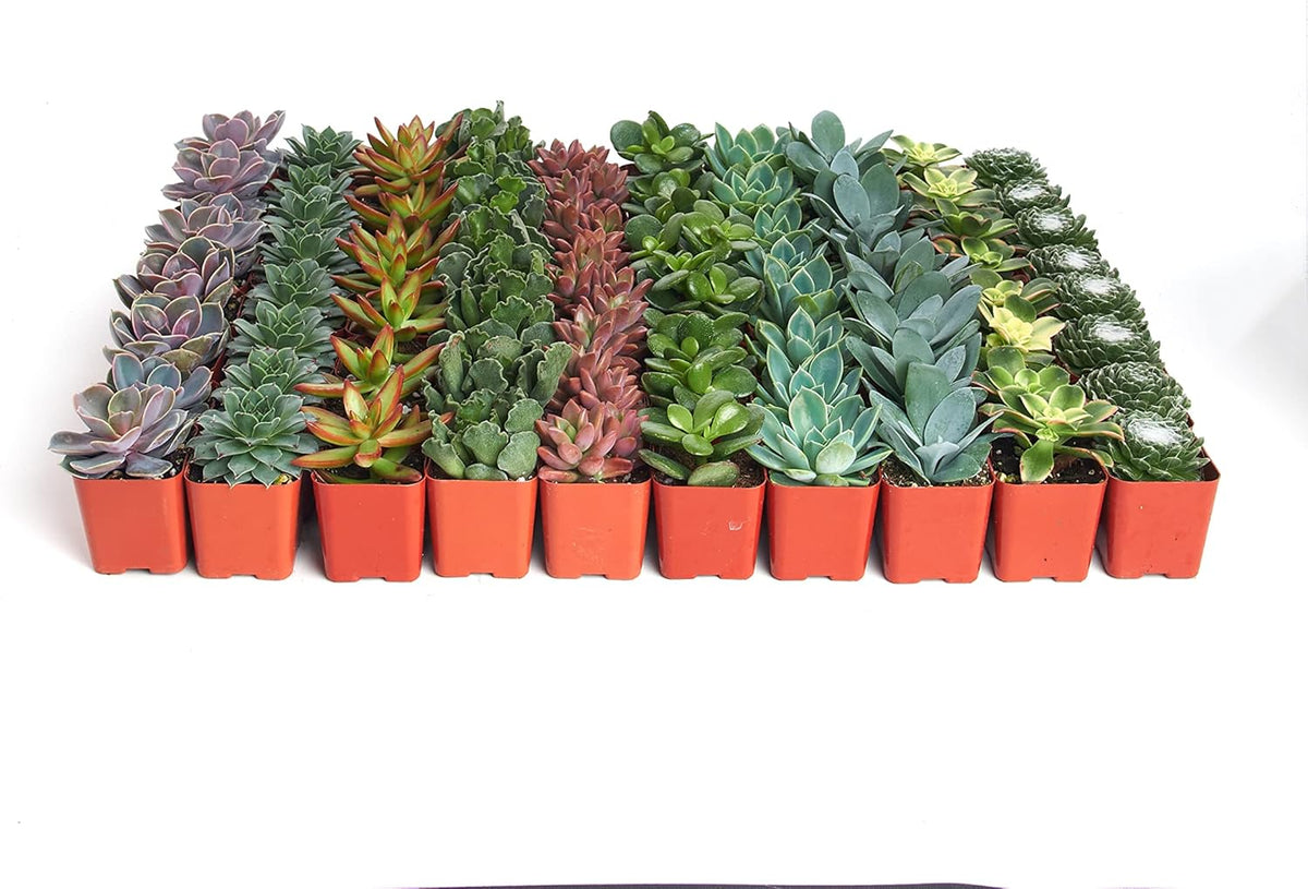 Shop Succulents Assorted Succulent Plant Pack Collection - Live Mini Succulent Plants, Low