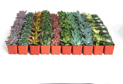 Shop Succulents Assorted Succulent Plant Pack Collection - Live Mini Succulent Plants, Low