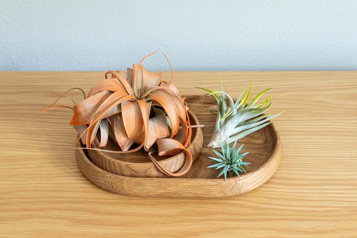 Lavender Colorful Tillandsia Air Plants - Long Lasting Color Enhanced Live Tillandsia Succulent
