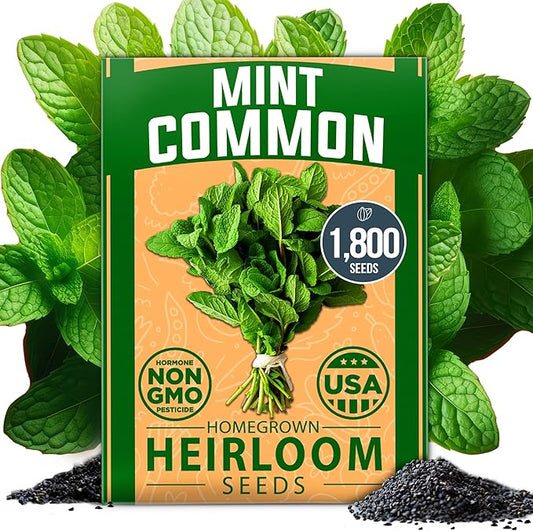 HOME GROWN 𝗨𝗦𝗔 𝗣𝗥𝗘𝗠𝗜𝗨𝗠 Common Mint Seeds (Bulk Pack) 1,800 𝗡𝗢𝗡-𝗚𝗠𝗢 Heirloom Herb