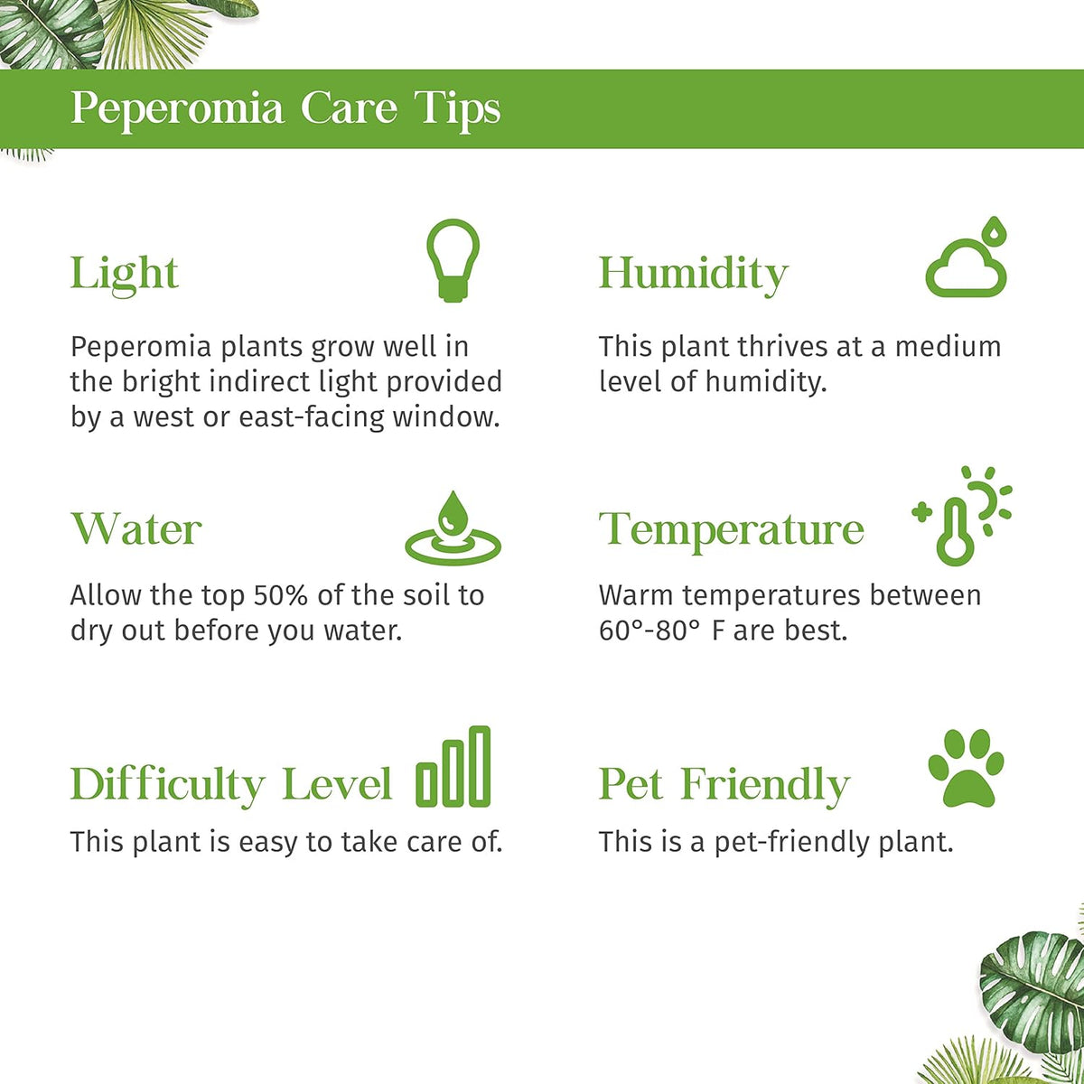 Peperomia Ginny Live Plant for Indoor | Different Houseplants in 3'' Pot | Real House Plant for