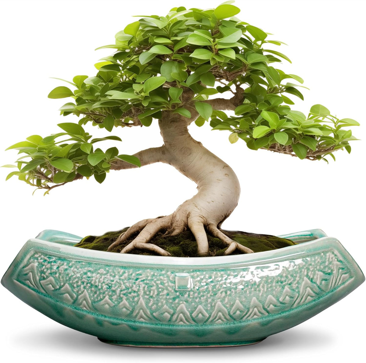 Bonsai Tree Pot - 18 Inch Ceramic Succulent Pots for Indoor Outdoor, Large Bonsai Planter with
