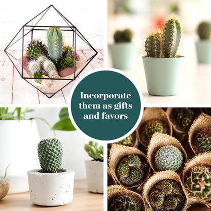 Shop Succulents Premium Live Mini Cactus Plants in Bulk 2" Pots, Easy Care Indoor or Outdoor