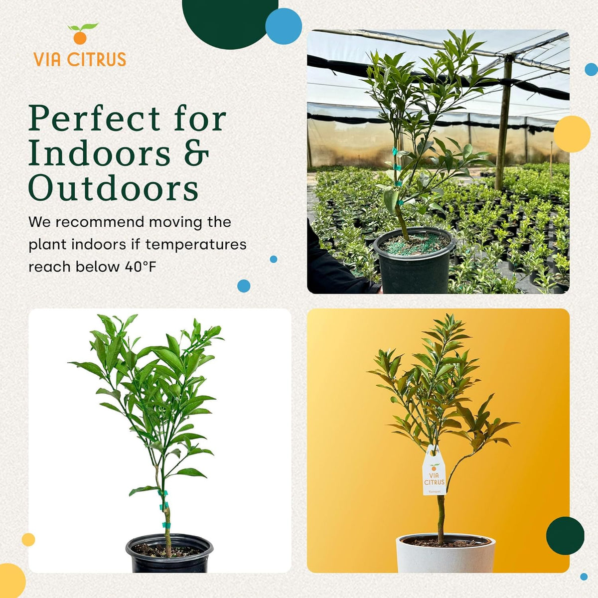 Grafted Kumquat Live Tree Plants Outdoor Plant 14-18" Tall - Sweet Kumquat Fruiting Tree Cannot