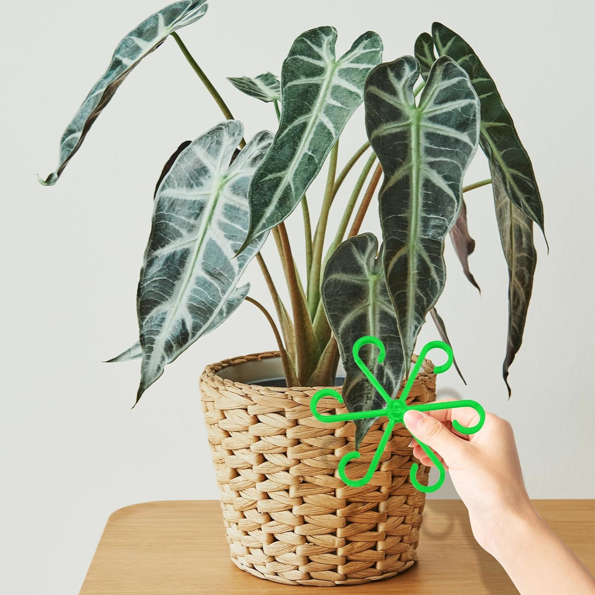 Plant Stem Support Set, 8Pcs 4 Sizes Plant Trellis Rings for Climbing Plants Indoor, Support Holder