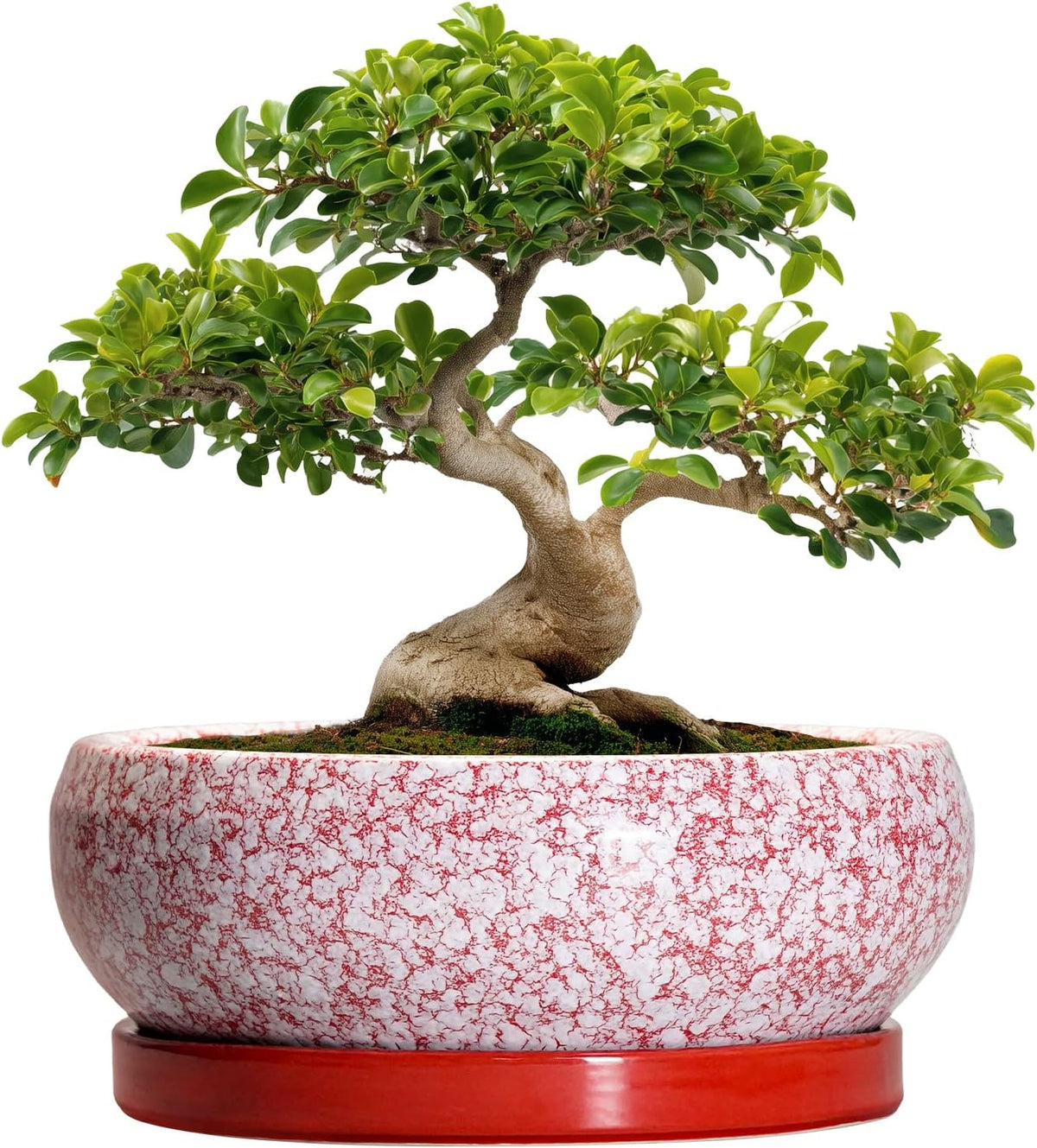 Bonsai Tree Pots 13 Inch - Ceramic Bonsai Pots with Drainage Hole and Tray, Large Succulent