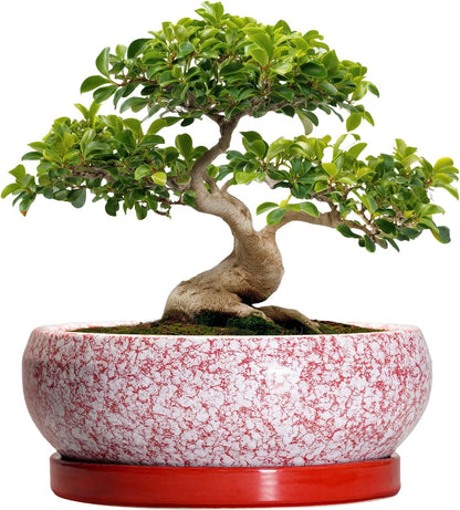 Bonsai Tree Pots 13 Inch - Ceramic Bonsai Pots with Drainage Hole and Tray, Large Succulent