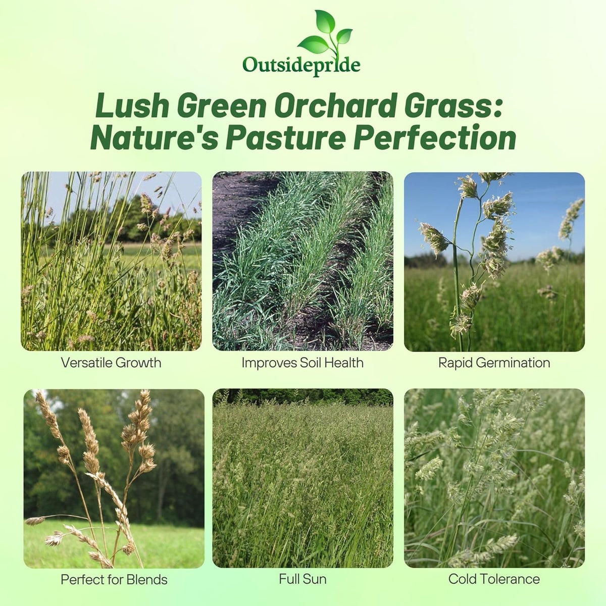 Outsidepride Grazer Orchard Pasture Grass Seed - 25 Lbs. Perennial, Drought & Shade Tolerant