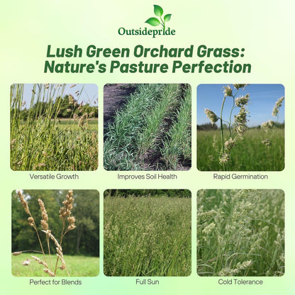 Outsidepride Grazer Orchard Pasture Grass Seed - 50 Lbs. Perennial, Drought & Shade Tolerant
