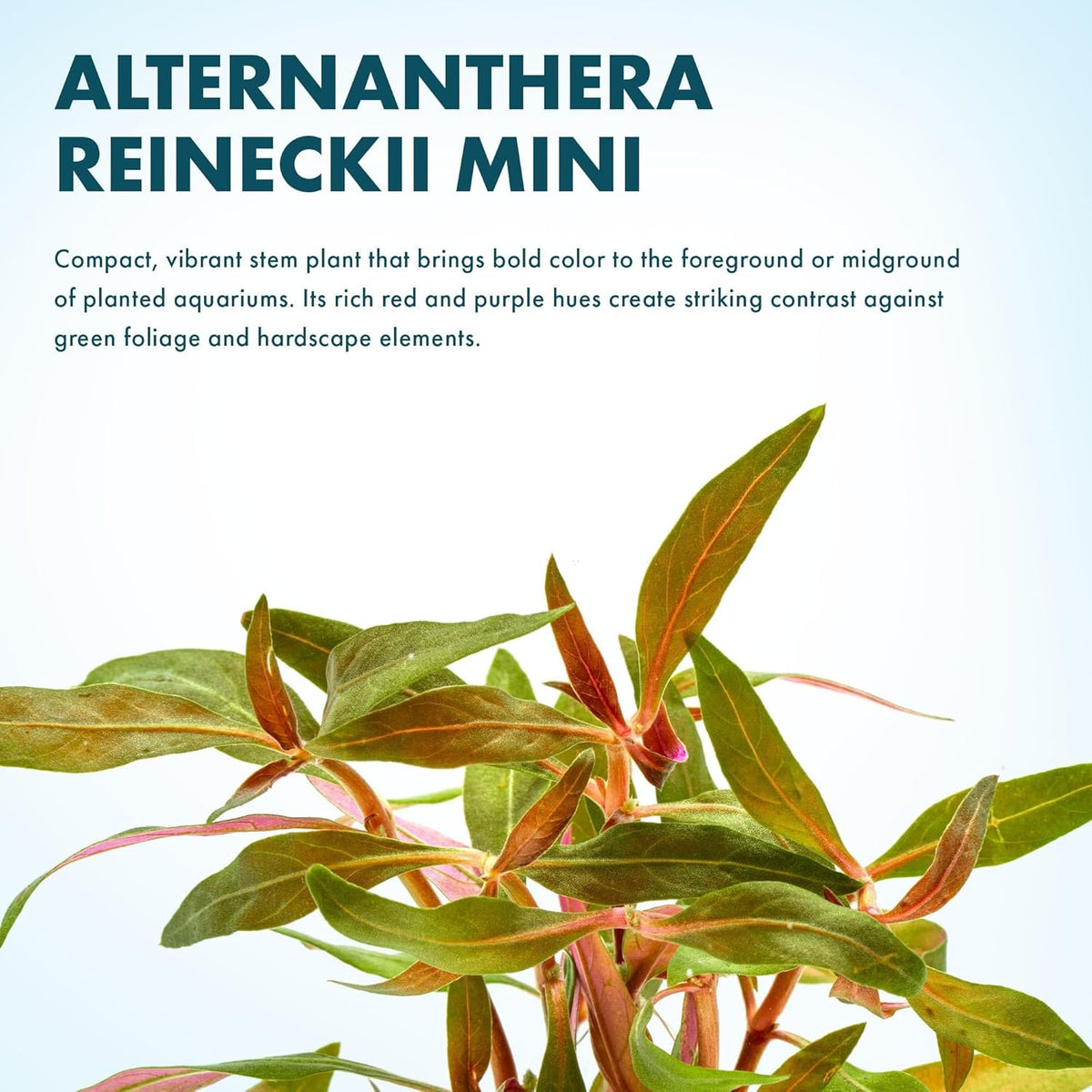 SubstrateSource Live Plants - Alternanthera reineckii ‘Mini’ - Bright Red to Pink Foreground Stem