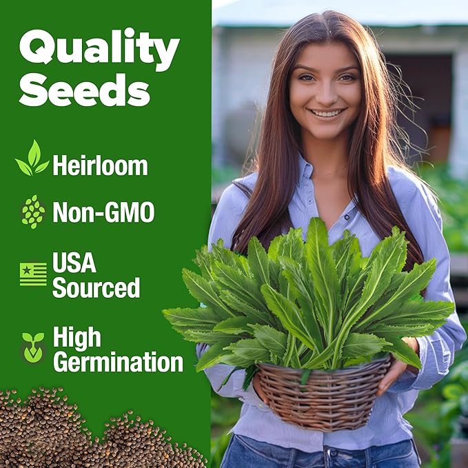 HOME GROWN 𝗨𝗦𝗔 𝗣𝗥𝗘𝗠𝗜𝗨𝗠 Culantro Seeds 360 Herb Seeds for Planting Non-GMO Heirloom