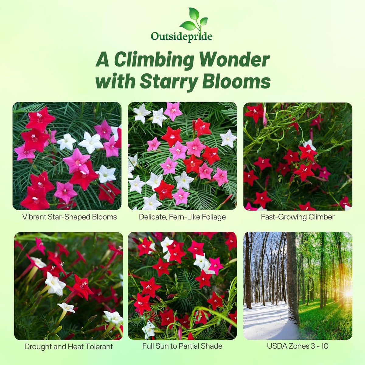 Outsidepride Mixed Cypress Vine Seeds - 200 Pcs Annual Flower Seeds with Nectar-Rich, Star-Shaped