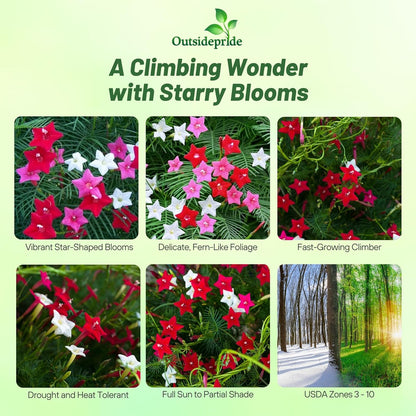 Outsidepride Mixed Cypress Vine Seeds - 200 Pcs Annual Flower Seeds with Nectar-Rich, Star-Shaped