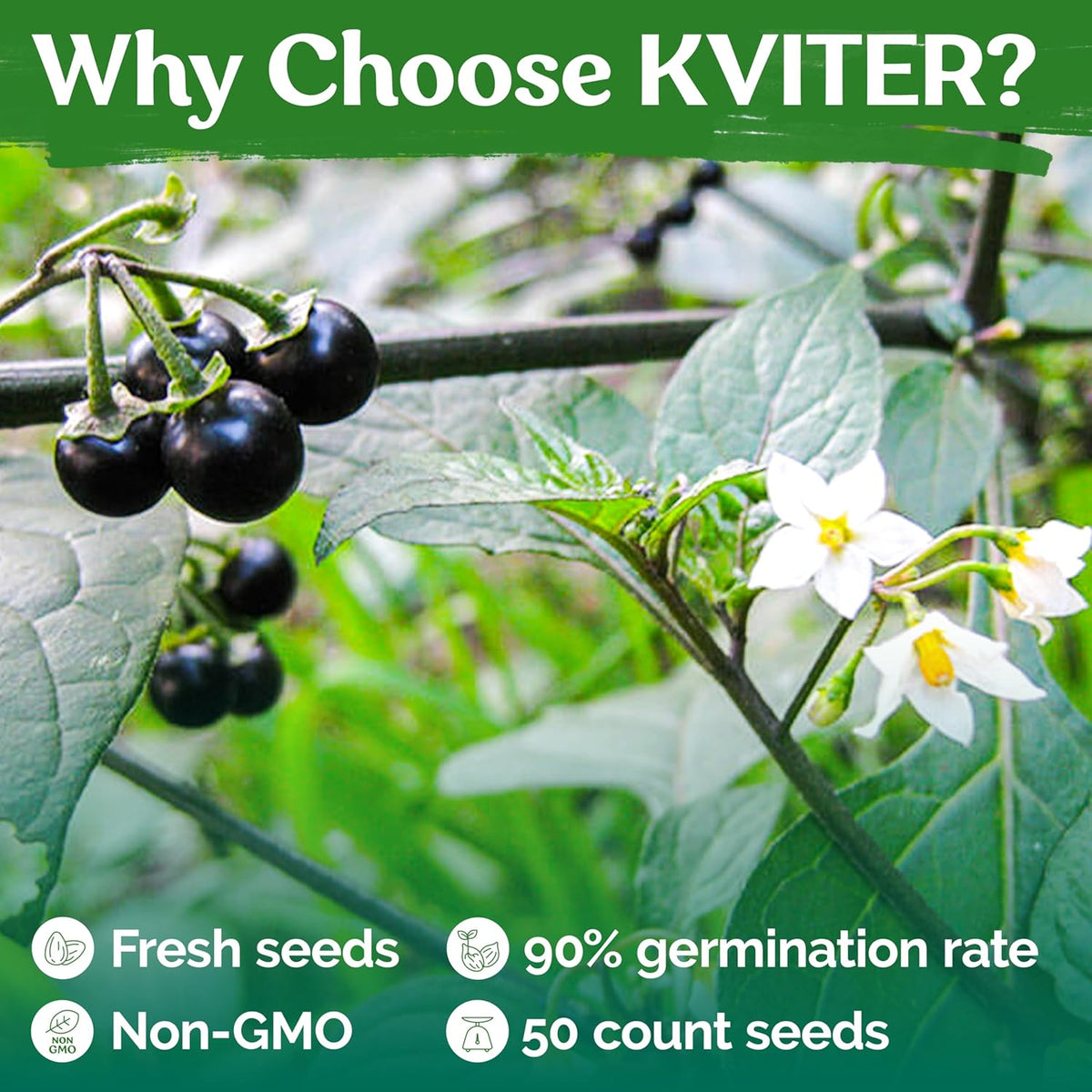 KVITER 50 Black Nightshade Hierba Mora Seeds (Solanum Nigrum) - Nightshade Seed, Heirloom Seed Non