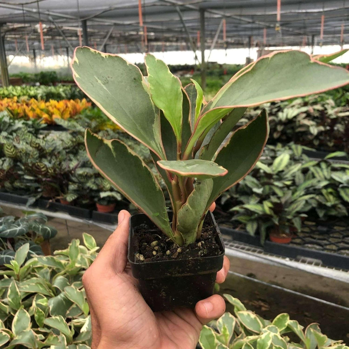 Peperomia Ginny Live Plant for Indoor | Different Houseplants in 3'' Pot | Real House Plant for
