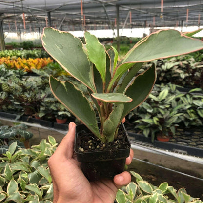 Peperomia Ginny Live Plant for Indoor | Different Houseplants in 3'' Pot | Real House Plant for