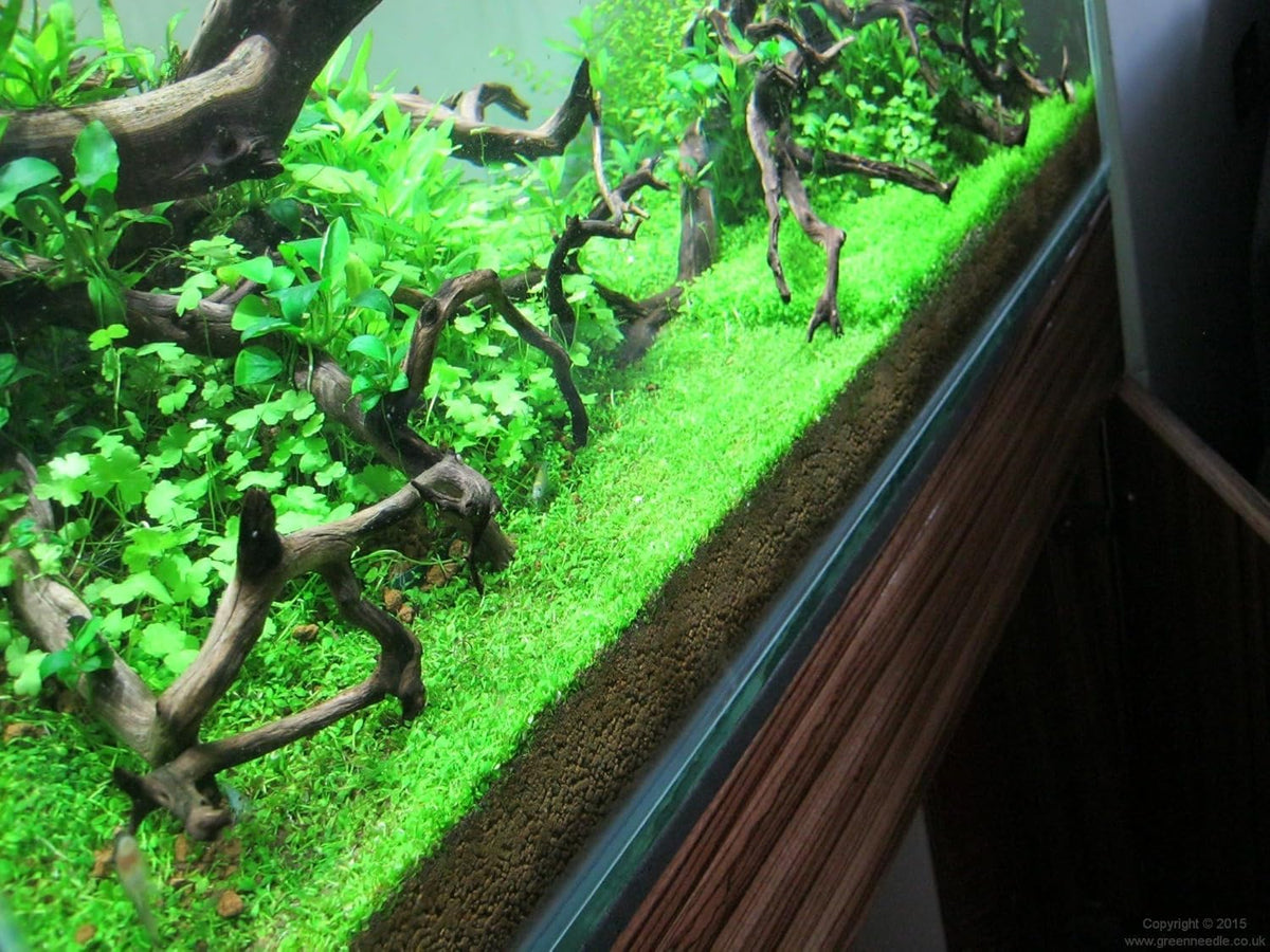 Foreground Potted Live Aquarium Plants | Freshwater Aquatic Plants for Aquariums (Potted Monte